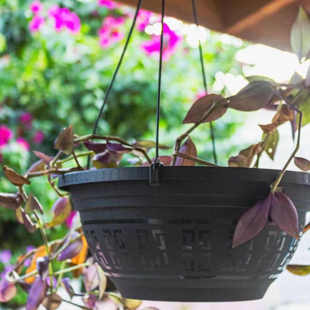 Kit 12 Vasos Pendente Cuia 6 Litros com Alça 50cm Pata de Elefante Flores