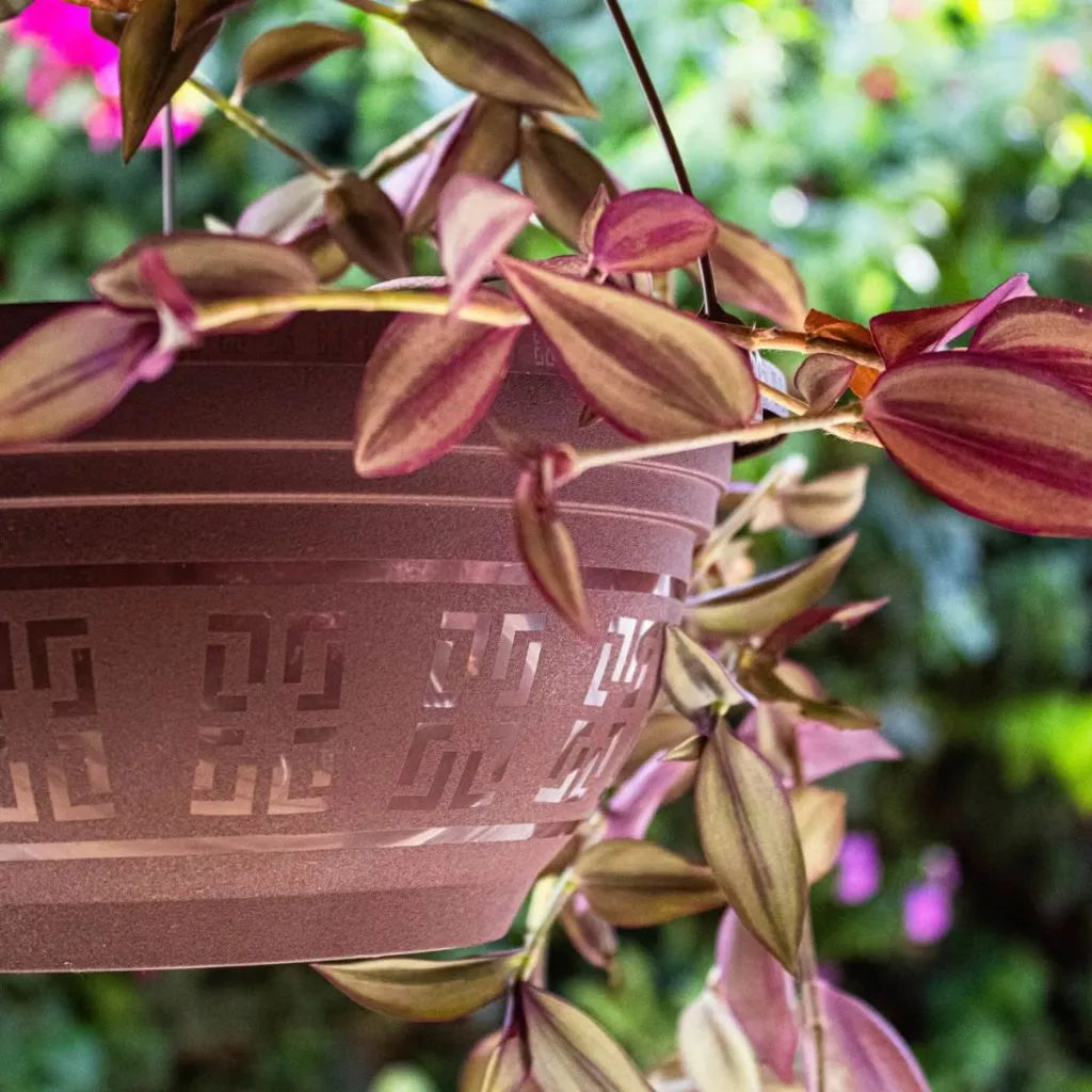 Kit 12 Vasos Pendente Cuia 6 Litros com Alça 50cm Pata de Elefante Flores